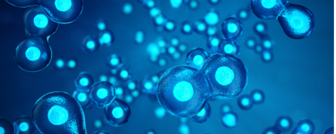 細胞の状態判定アプリケーション開発